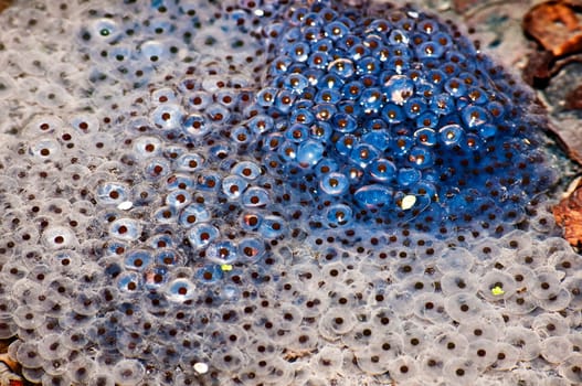 Toad spawn