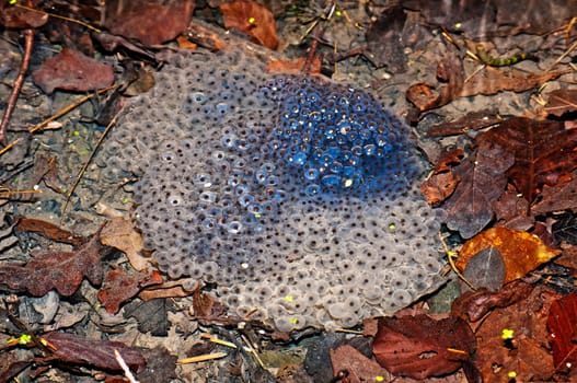 Toad spawn