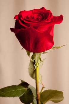 Red Rose