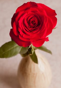 Red Rose