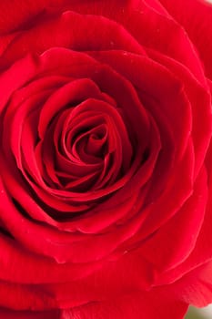 Close up of Rose