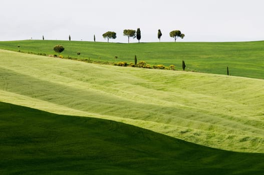 Beautiful green landscape in Tuscany - Italy