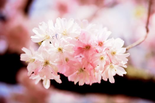 Sakura flowers blooming. Beautiful pink cherry blossom