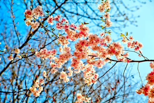 Sakura flowers blooming. Beautiful pink cherry blossom