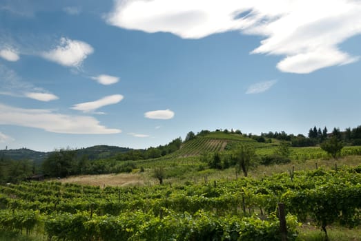vineyards on the hills of Piedmont in Italy