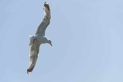 Gull in flight to Port Isaac in Cornwall