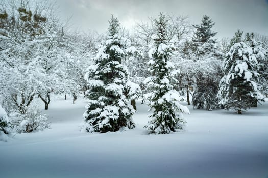 Heavily snow-covered trees in the park, Chelm, Lubelskie, Poland