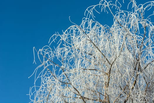 Frosted top tree branches and blue sky, December sunny day