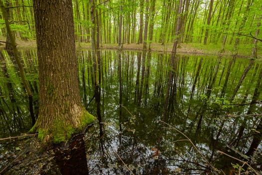 Wet forest and the reflection of trees in the water, view on a spring day, eastern Poland