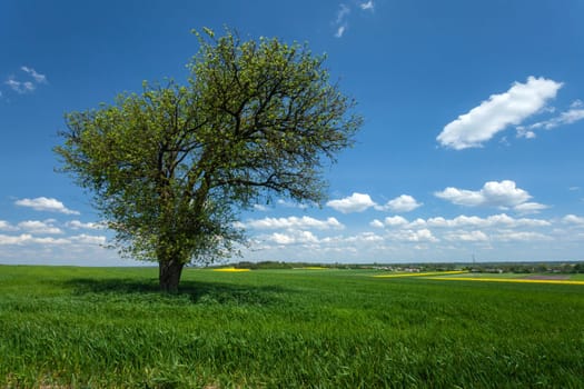 A large tree growing in a green field, view on a spring sunny day, Staw, Poland
