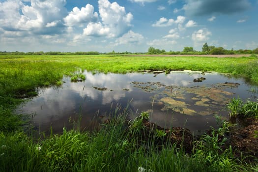 Water in a green meadow, view on a spring day, eastern Poland