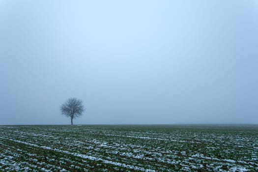 A lonely small tree growing in a snow-covered field and a foggy sky, a view on a January day