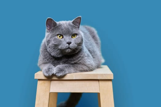 Portrait of a lying gray british cat on a blue studio background