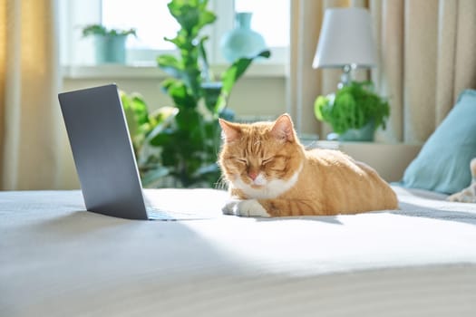 Old red ginger funny cat lying at home on bed with laptop. Pets, animals, lifestyle, comfort, technology, leisure, lifestyle concept
