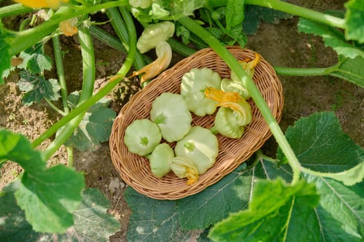 Close-up basket with fresh pattypan in garden, top view. Growing natural eco organic healthy vegetables. Food, horticulture, summer, harvest, agriculture concept