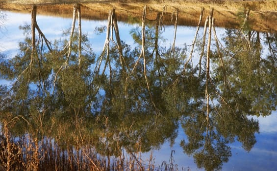 reflection of gum or eucalyptus trees in the river