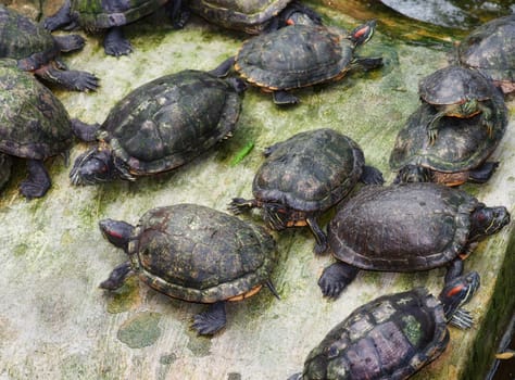 photo of lots of tortoises all together