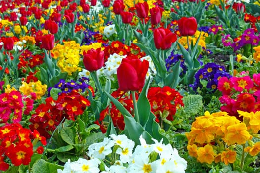 Lot of colorful flowers in the park
