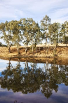 gum or eucalyptus trees reflecting in the river