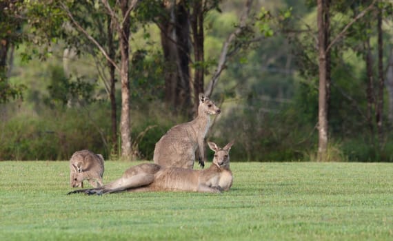 australian eastern grey kangaroos on the grass