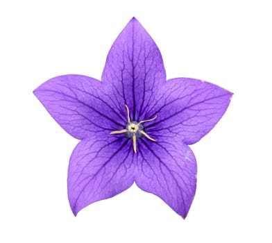 Bluebell flower campanula isolated on white