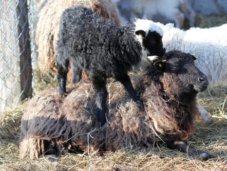 Black and white Skudden lamb climbing on its mother