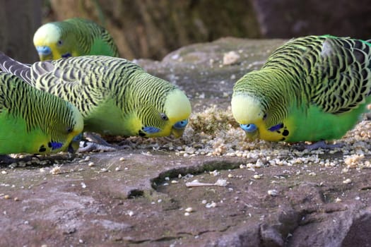 Four eating green budgies at Sababurg Zoo