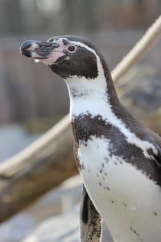 Humboldt penguin at Sababurg Zoo