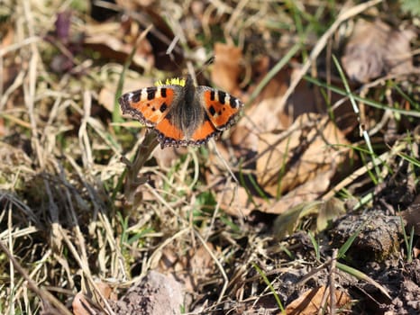 Little fox on coltsfoot