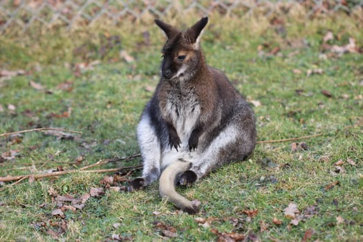 Resting Bennett kangaroo at Sababurg Zoo