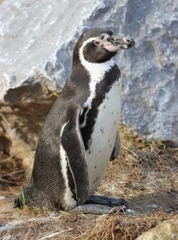 Humboldt penguin at Sababurg Zoo