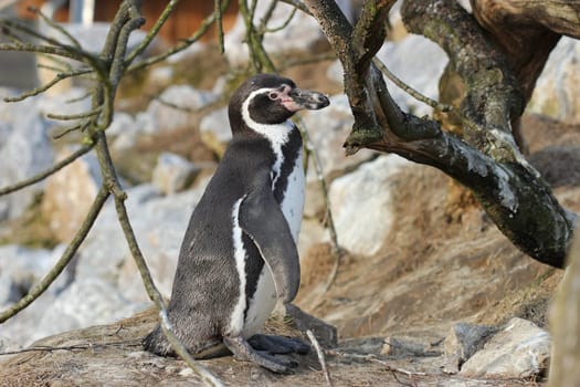 Humboldt penguin at Sababurg Zoo