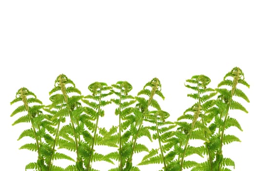 Fern