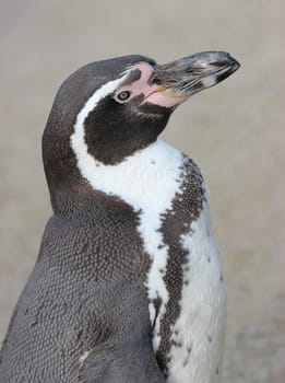 Humboldt penguin at Sababurg Zoo