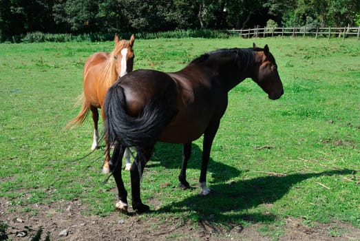 pair of horses in Tintagel in Cornwall
