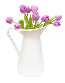 Violet Tulips Bouquet in White Pitcher Isolated on White Background