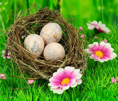 Bird's nest