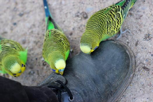 Budgies nibble on the shoe