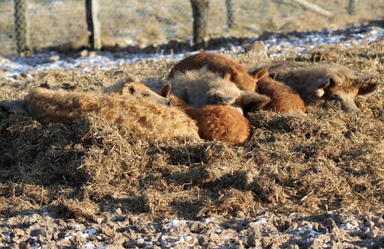 Sleeping woolly pigs at Sababurg Zoo