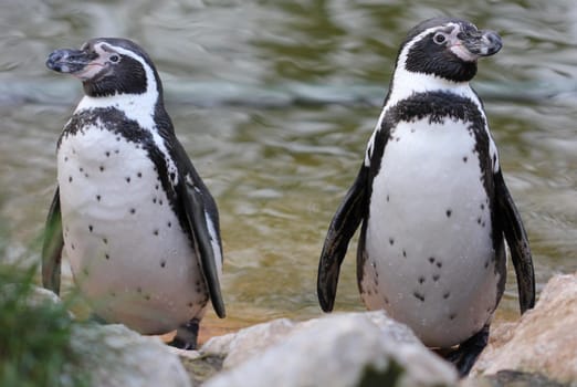 Two Humboldt penguins at Sababurg Zoo