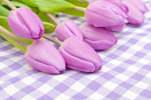 Closeup of Fresh Violet Tulips on Violet Gingham Tablecloth