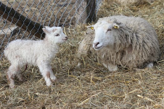 Skudden sheep with newborn lamb