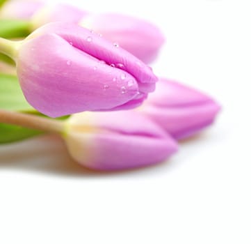Closeup of Fresh Pink Tulips on White Background - Shallow Depth of Field