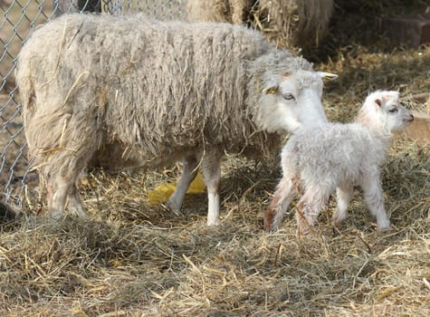 Skudden sheep with newborn lamb