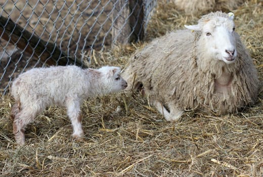 Skudden sheep with newborn lamb
