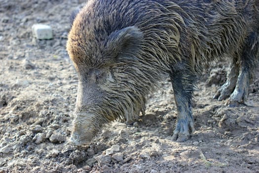 Wild boar at Sababurg Zoo