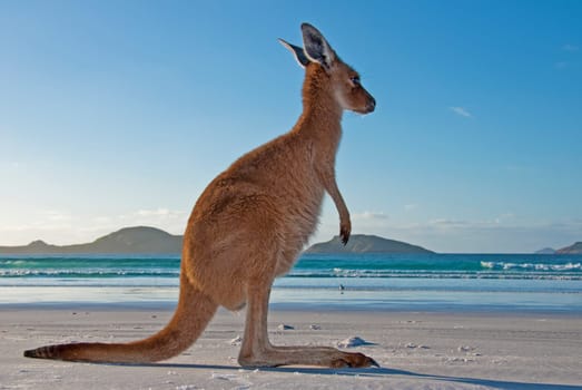 Young kangaroo on the white beach