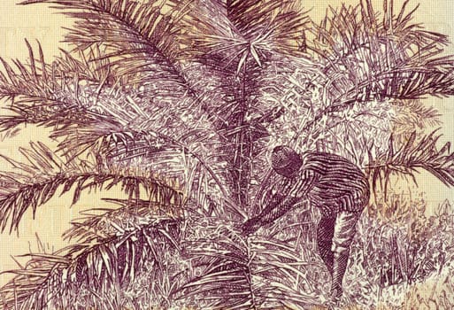 Palm Nut Harvesting on 50 Dollars 2009 Banknote from Liberia.