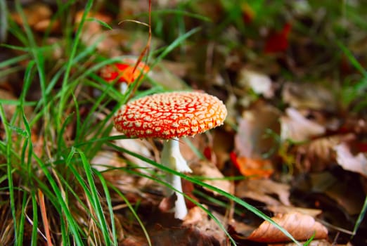 Fly agarics at the forest. (Czech Republic)