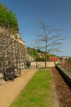 Tree and bench (Spring in Prague Castle Garden)